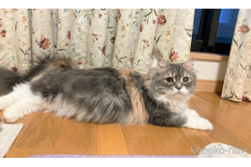 販売中のスコティッシュフォールド(折れ耳)の親猫